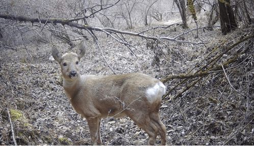 生物多樣性保護重大工程 7 建立紅外相機觀測網絡,還原野生動物真實風貌